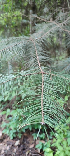 Michoacán fir (Abies flinckii)