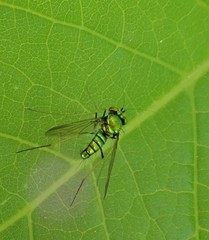 Condylostylus comatus