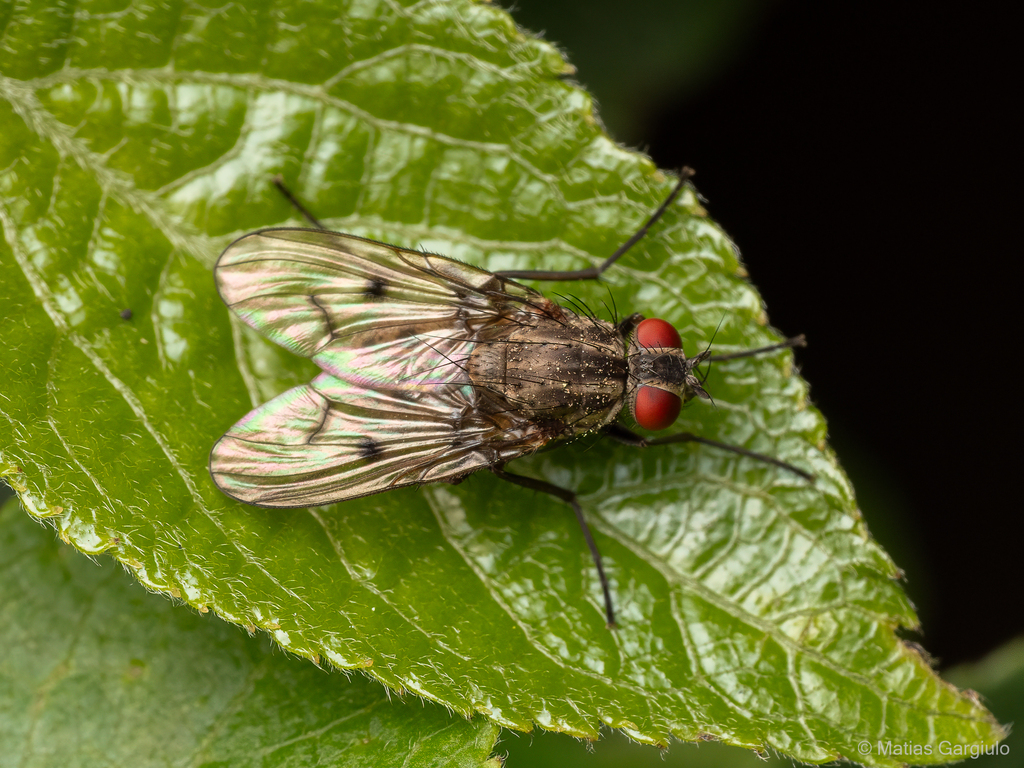 Anthomyia limbinervis