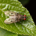 Anthomyia limbinervis - Photo (c) MatiasG, some rights reserved (CC BY-ND), uploaded by MatiasG