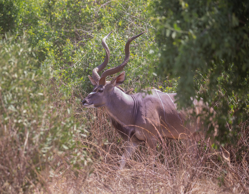 Kudú mayor (Tragelaphus strepsiceros)