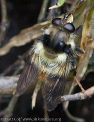 Criorhina bubulcus