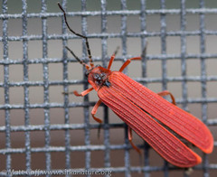 Dictyoptera simplicipes