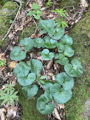 Image of Asarum caucasicum by (c) Илья Руденко, some rights reserved (CC BY)