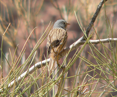 Escribano ceniciento (Emberiza caesia)