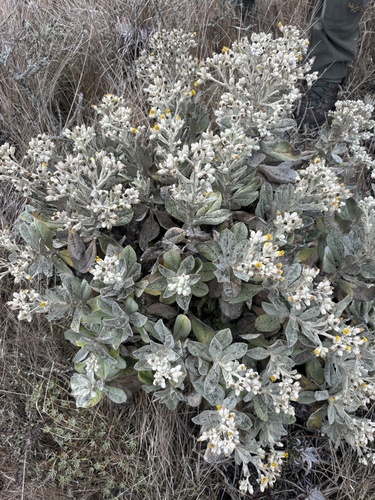 Image of Hazardia detonsa by (c) Kylie Etter, some rights reserved (CC BY)