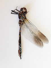 Somatochlora forcipata