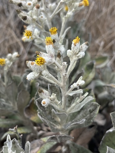 Image of Hazardia detonsa by (c) Kylie Etter, some rights reserved (CC BY)
