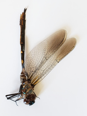 Somatochlora forcipata