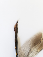 Somatochlora forcipata