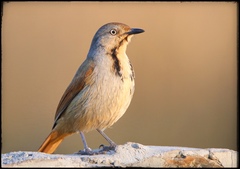 Cichladusa arquata