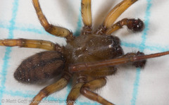 Callobius pictus