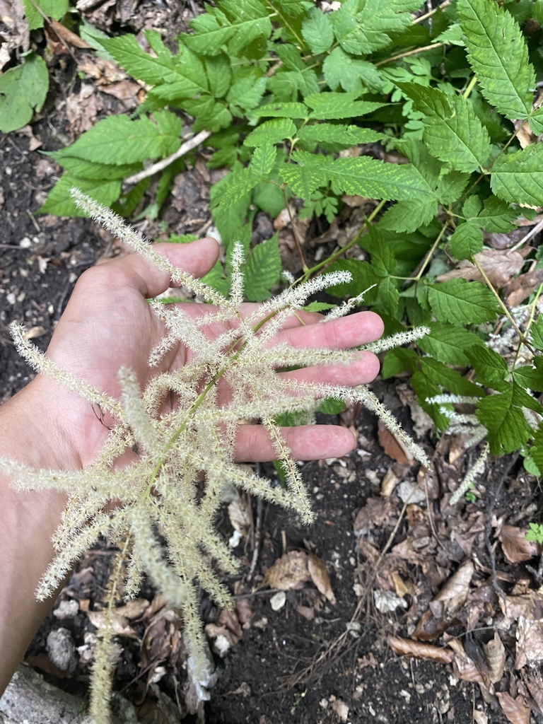 Aruncus dioicus, Мостовский район, Краснодарский край, RU