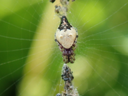 Humped Trashline Orbweaver