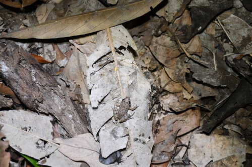Chico Mendes' terrestrial nest-building frog, Adenomera chicomendesi