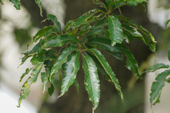 Japanische Kastanien-Eiche (Quercus acutissima): Herkunft und Verwendung — Foto 3