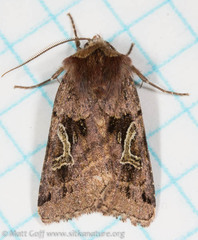 Cerastis enigmatica