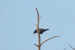 Cinnyris asiaticus