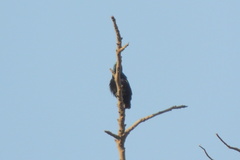 Cinnyris asiaticus