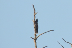Cinnyris asiaticus