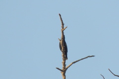 Cinnyris asiaticus