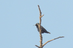 Cinnyris asiaticus