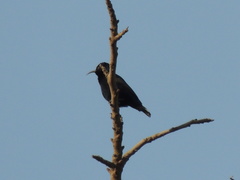 Cinnyris asiaticus
