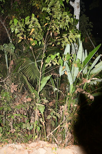Image of Bixa Urucurana (Bixa urucurana) by (c) Vincent A. Vos, some rights reserved (CC BY)