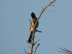 Pycnonotus cafer