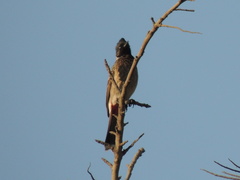 Pycnonotus cafer