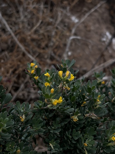 Image of Acmispon dendroideus by (c) Kylie Etter, some rights reserved (CC BY)