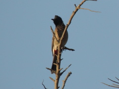 Pycnonotus cafer