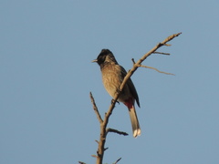 Pycnonotus cafer