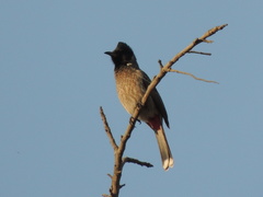Pycnonotus cafer