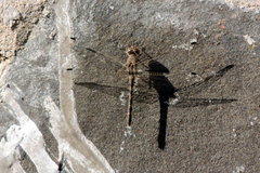 Bradinopyga geminata