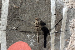 Bradinopyga geminata