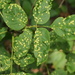 Aceria fraxini - Photo (c) Ken Potter,  זכויות יוצרים חלקיות (CC BY-NC), הועלה על ידי Ken Potter