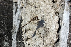 Bradinopyga geminata