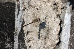 Bradinopyga geminata