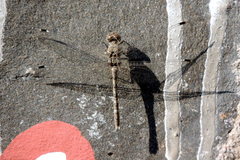 Bradinopyga geminata
