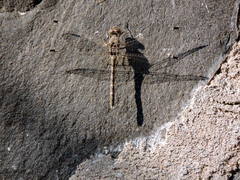 Bradinopyga geminata