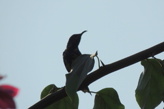 Cinnyris asiaticus