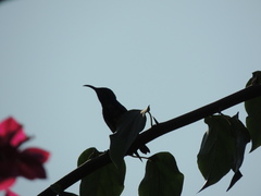 Cinnyris asiaticus