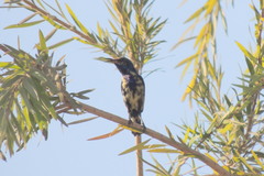 Cinnyris asiaticus