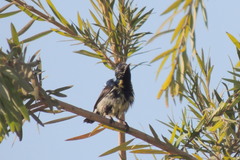 Cinnyris asiaticus