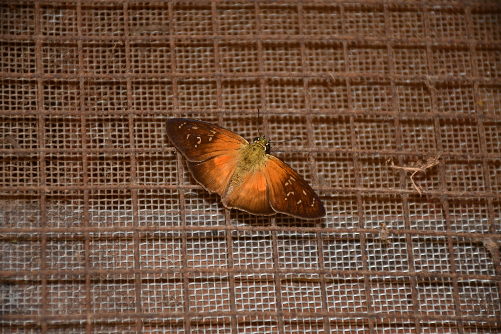 Augiades crinisus