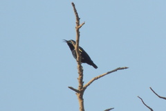 Cinnyris asiaticus