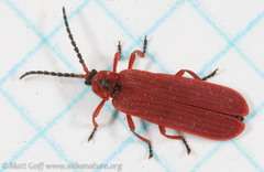 Dictyoptera simplicipes