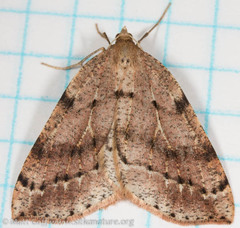 Thallophaga hyperborea