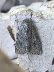 Acronicta americana